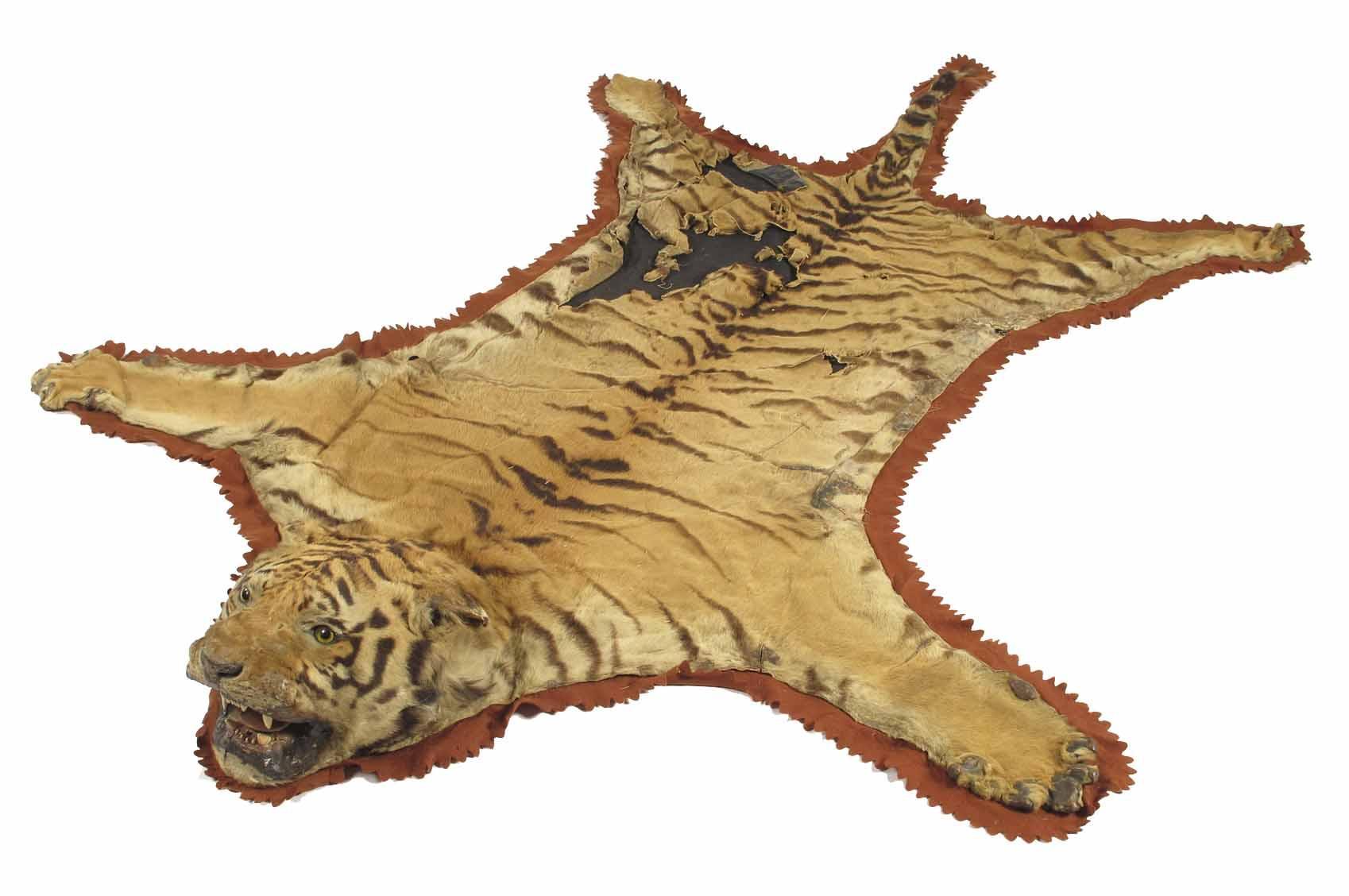 Appraisal: A tiger skin and head mount