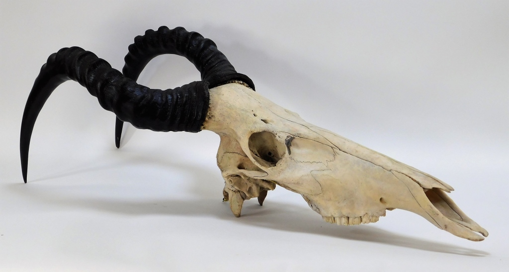 Appraisal: AFRICAN ANTELOPE HARTEBEEST GAME SKULL Africa th CenturyHartebeest skull with