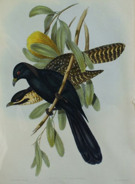 Appraisal: Flinders's Cuckoo Eudynamys Flindersii