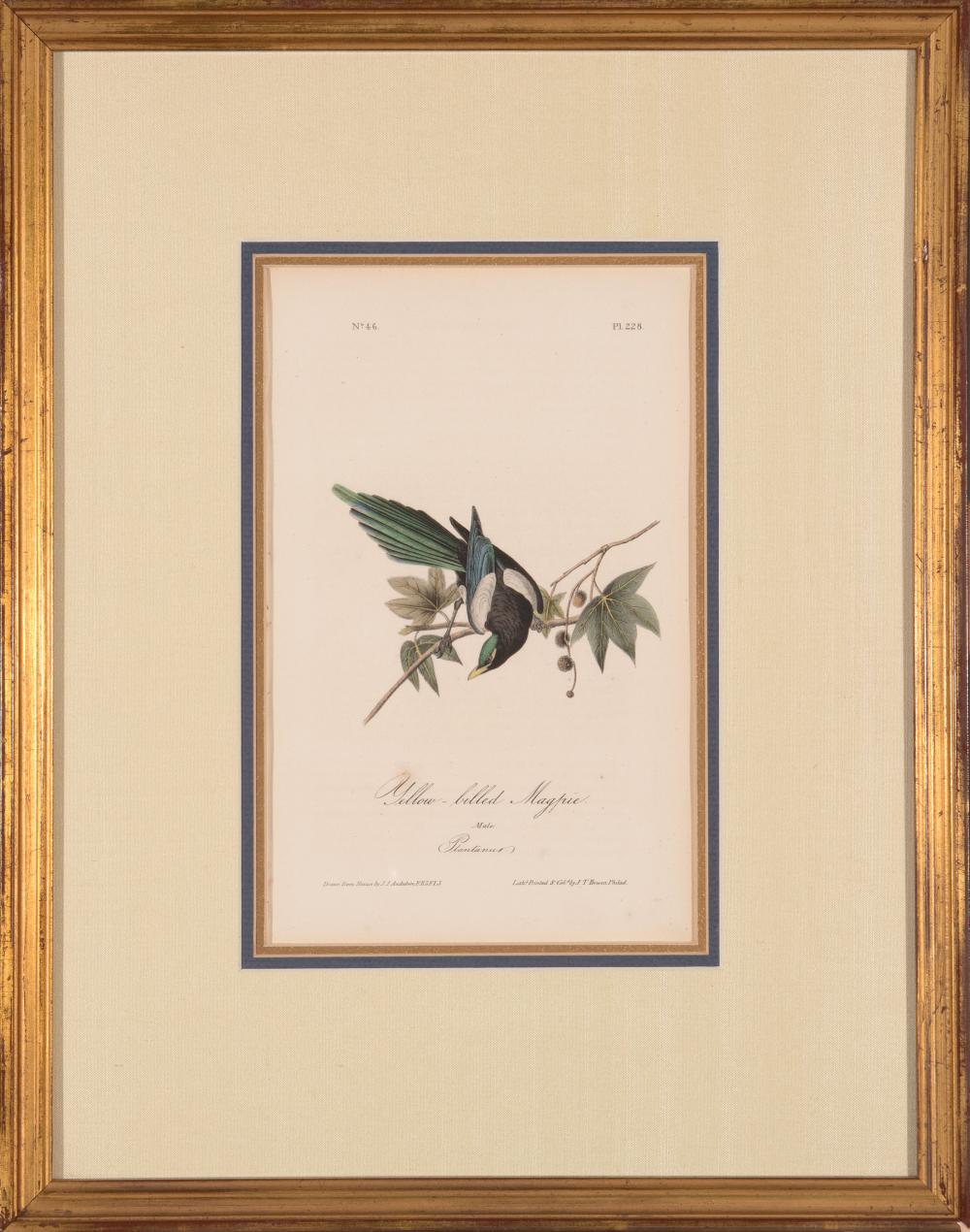 Appraisal: John James Audubon American - Blue Long Grosbeak Yellow-billed Magpie