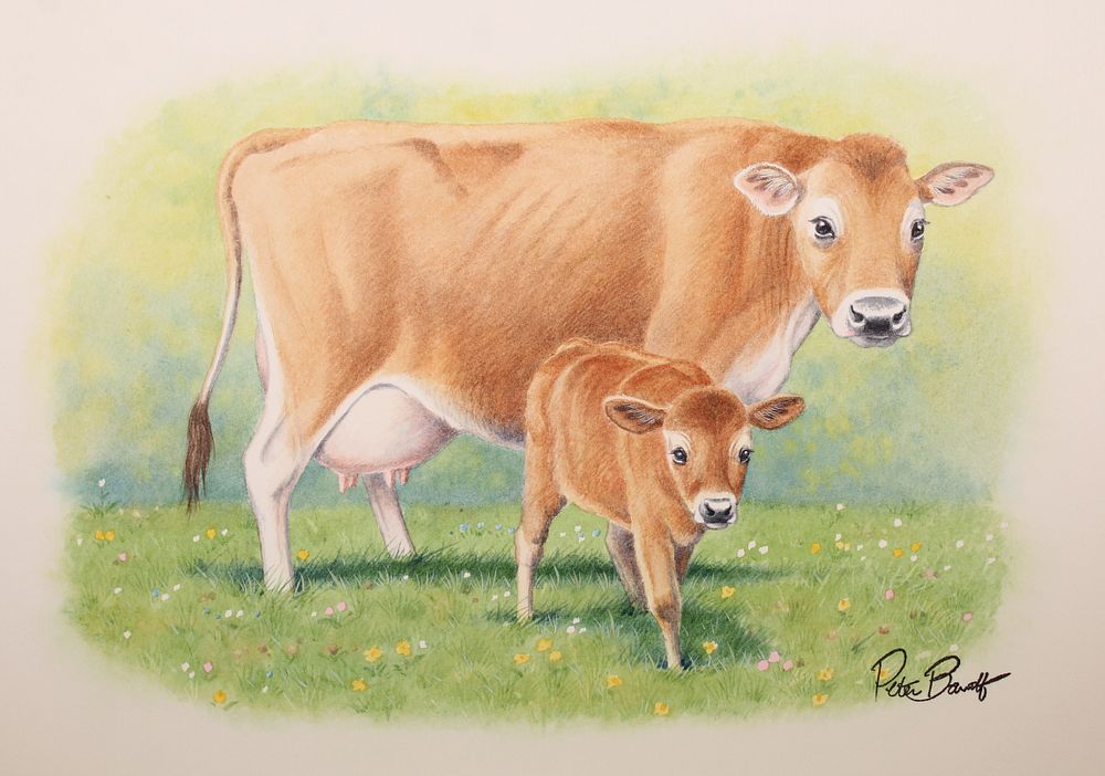 Appraisal: Peter Barrett British B Baby Cow Peter Barrett British B