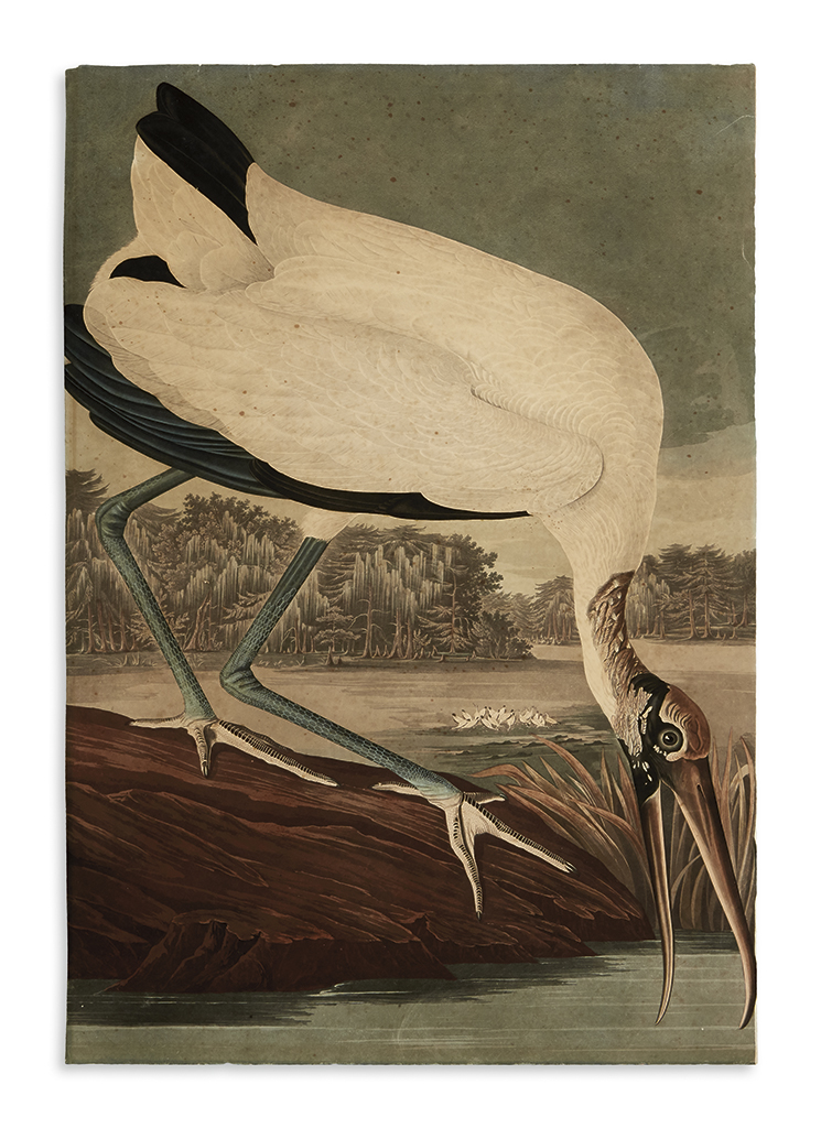 Appraisal: AUDUBON JOHN JAMES Wood Ibiss Plate CCXVI Hand-colored aquatint and