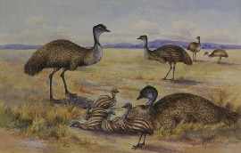 Appraisal: Neville W Cayley - Emus and chicks Waterfowl watercolour signed