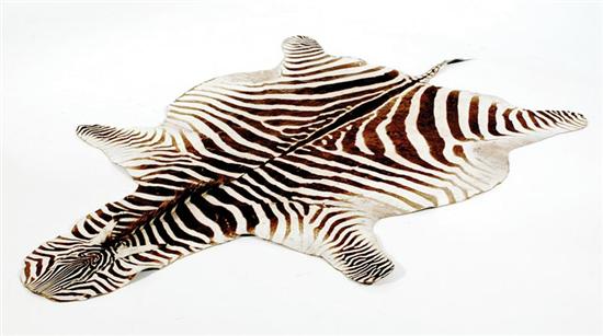 Appraisal: Zebra skin rug backed with leather L ' W '