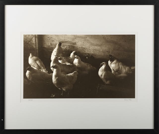 Appraisal: Eudora Welty American Mississippi - Chickens silver print signed in