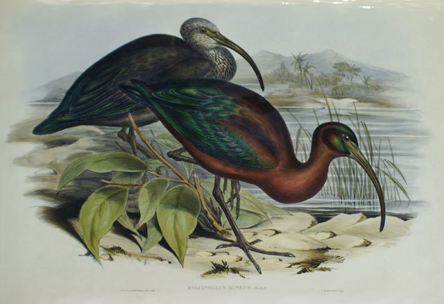 Appraisal: Glossy Ibis Falcinellus Igneus