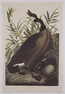 Appraisal: Audubon Amsterdam Edition lithographs Group of four colored lithographs -