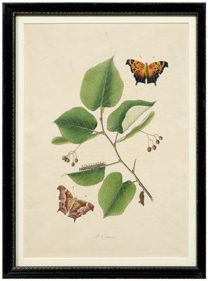 Appraisal: Rare John Abbot etching Papilio C Aureum plate American Comma