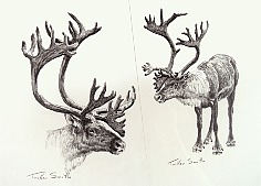 Appraisal: Tucker Smith Present Caribou Studypencil on paper x sight in