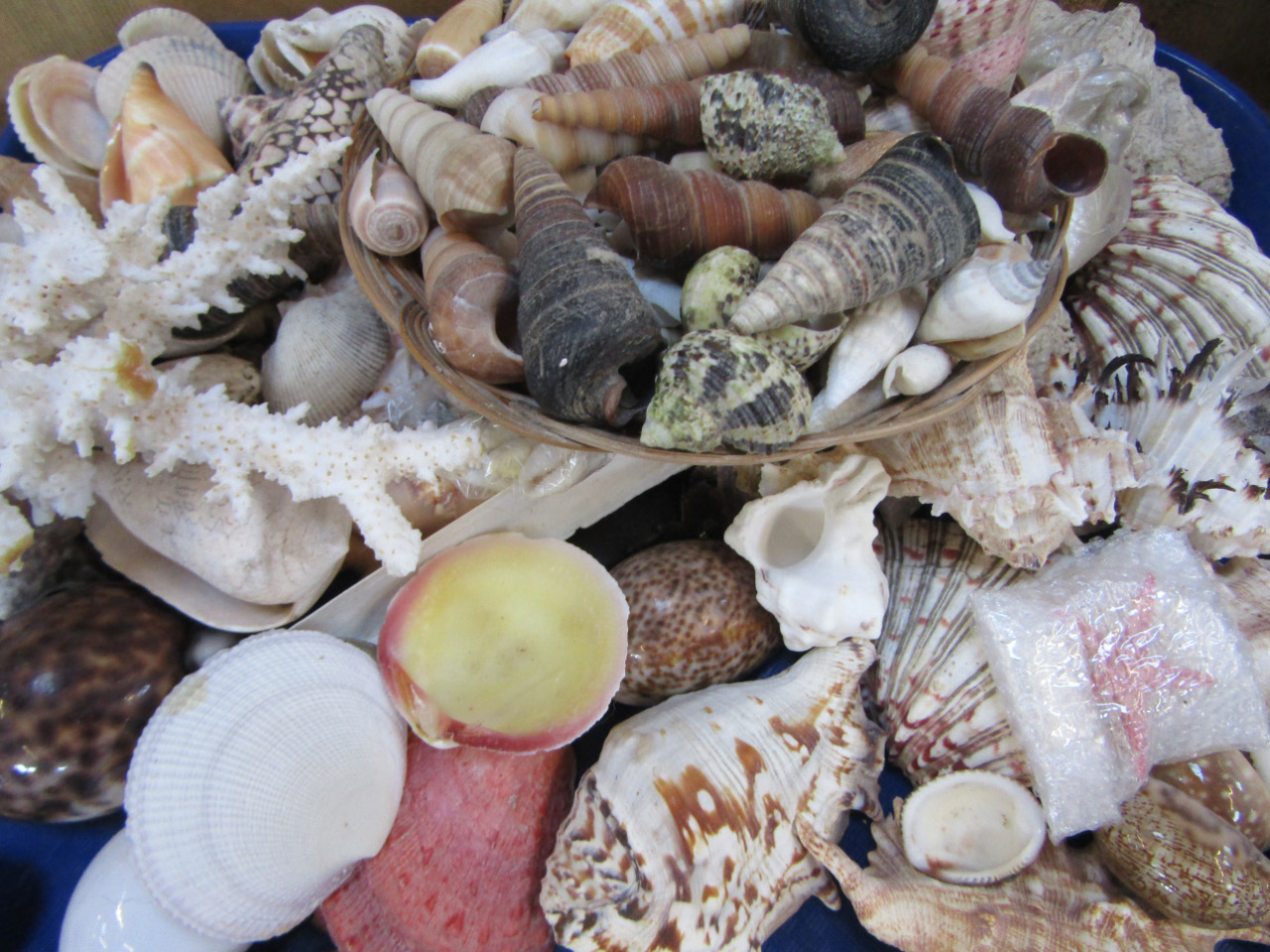 Appraisal: Seashells crustaceans etc to include purple and white example cm