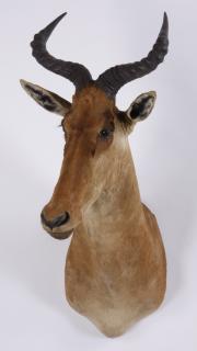 Appraisal: Red hartebeest shoulder mount Red hartebeest shoulder mount overall size