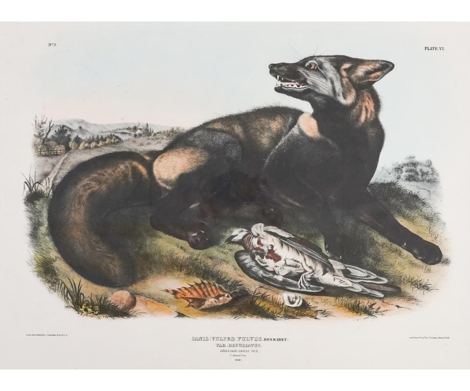 Appraisal: J J Audubon framed and matted lithography titled Canis Vulpes