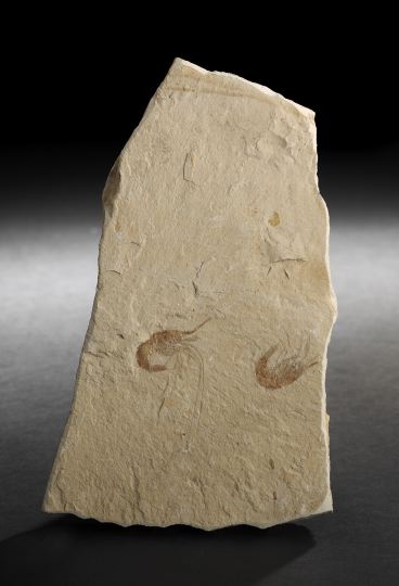 Appraisal: Rare Specimen of Fossilized Shrimp in Limestone Matrix Carpopenaeus callirostris