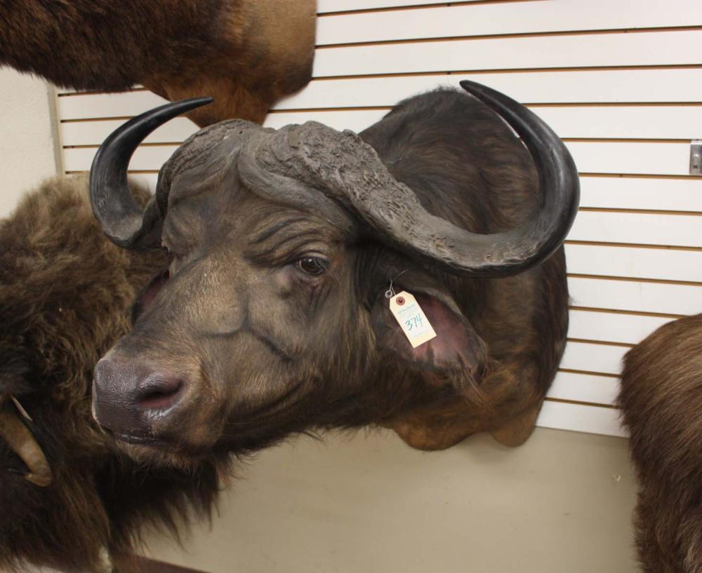 Appraisal: AFRICAN SOUTHERN CAPE BUFFALO TAXIDERMY MOUNT Dande South Campfire communal