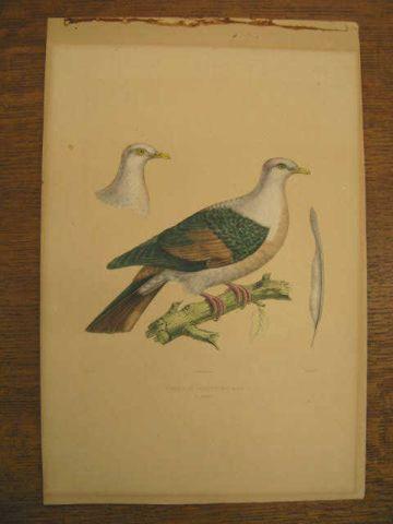 Appraisal: F Nilly Handcolored Lithograph of Bird Ptiloculpa Griseipectus unframed