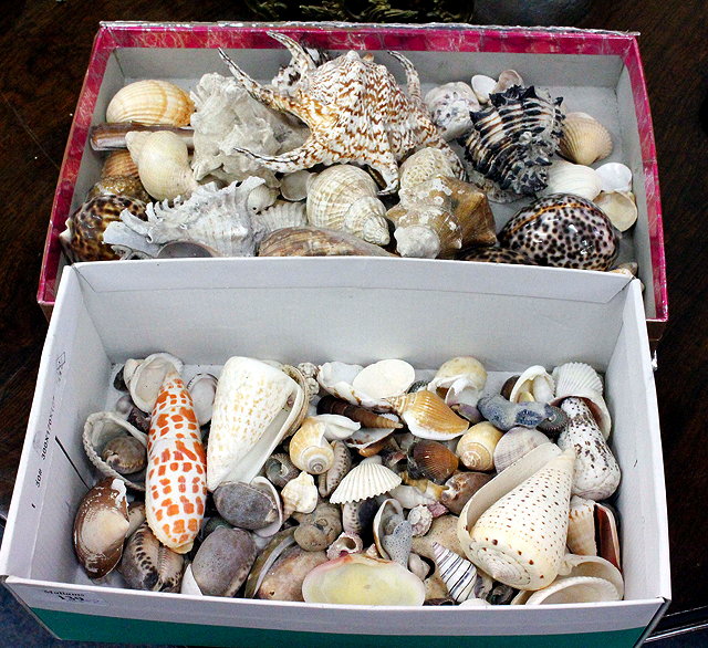 Appraisal: A LARGE SELECTION OF DECORATIVE SEA SHELLS including conch shells