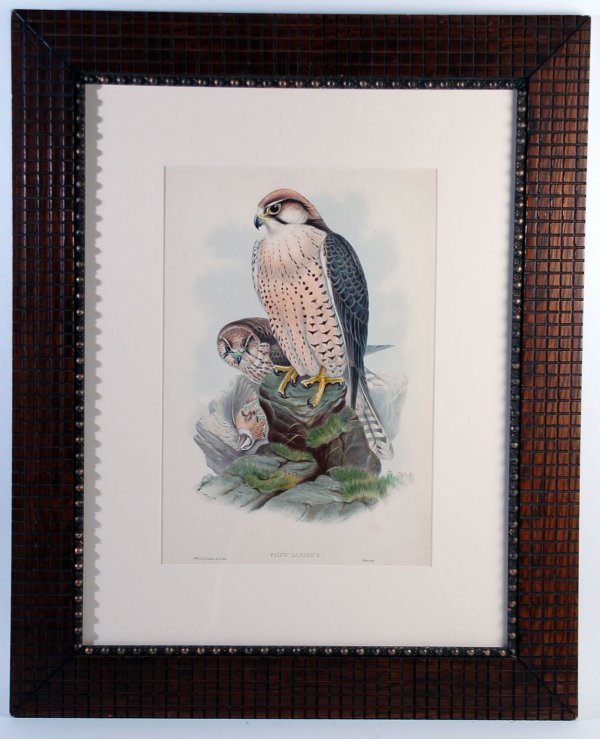 Appraisal: Falco Lanarius original hand colored lithograph drawn by Joseph Wolf