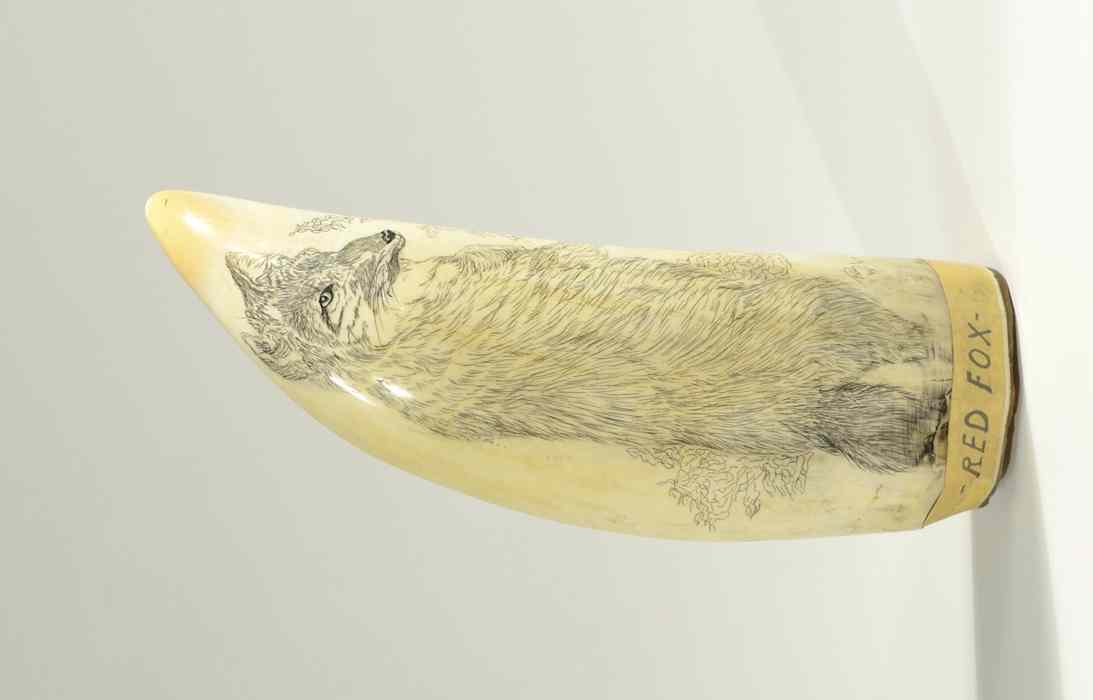 Appraisal: AN IVORY LARGE WHALE'S TOOTH scrimshawed depicting a Red Fox