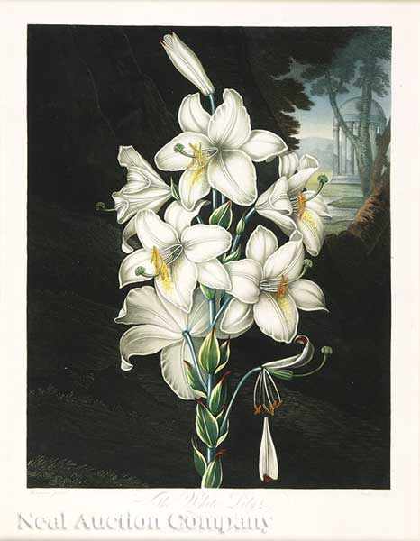 Appraisal: Dr Robert John Thornton English - White Lily hand-colored engraved