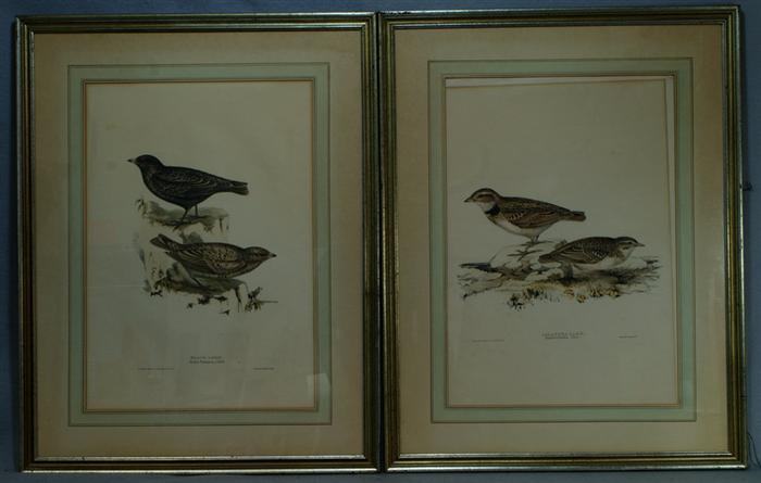 Appraisal: J E Gould colored bird lithographs from Birds of Europe