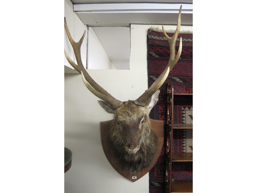 Appraisal: Stags head on a wall mount