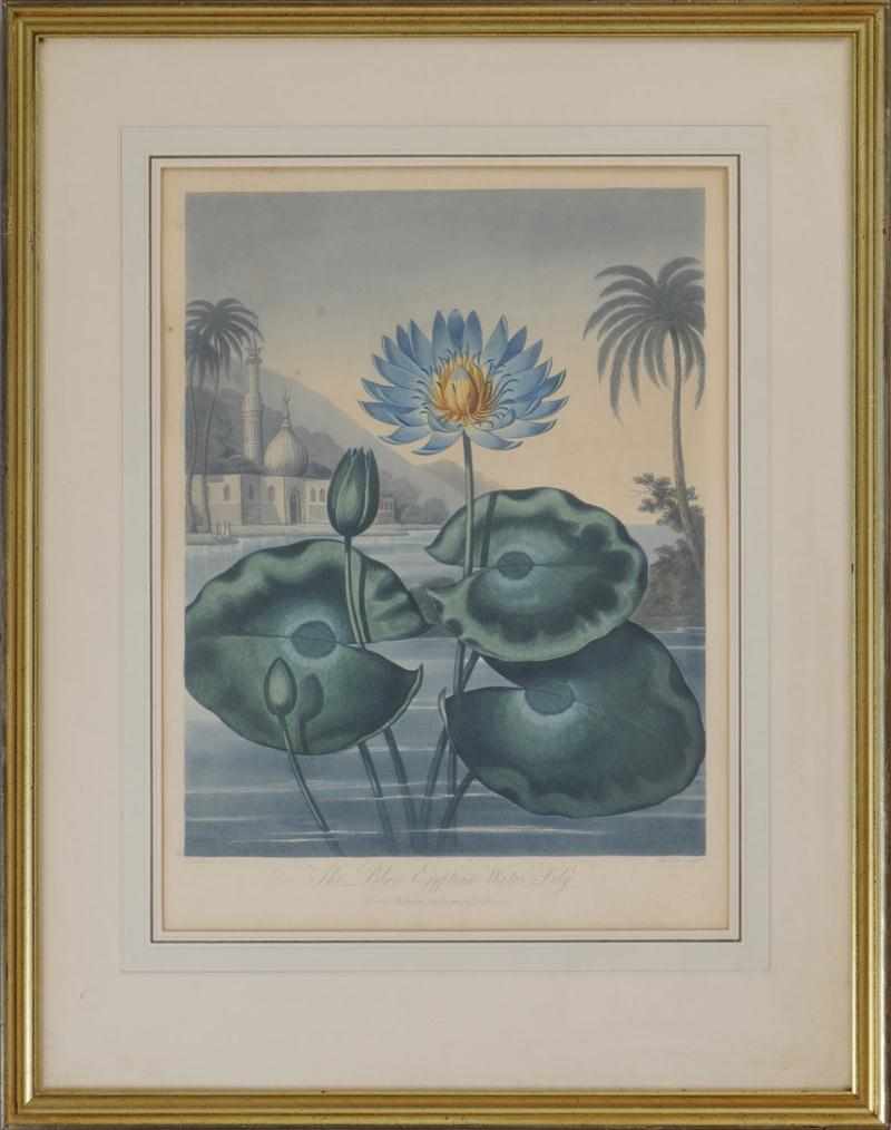 Appraisal: ROBERT JOHN THORNTON - THE BLUE EGYPTIAN WATER LILY Aquatint