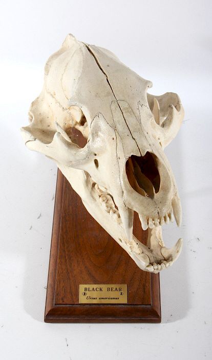 Appraisal: Mounted Montana Black Bear Skull For your consideration is a