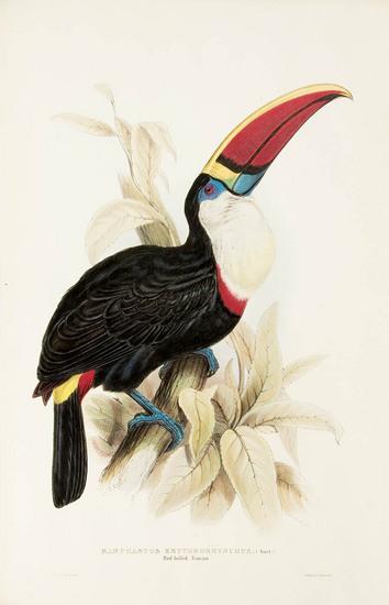 Appraisal: LEAR Edward - artist - John GOULD - publisher Toucans