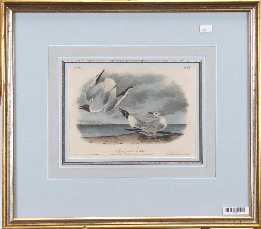 Appraisal: An Audubon Octavo Edition hand-colored print Plate Bonapartes Gulle second