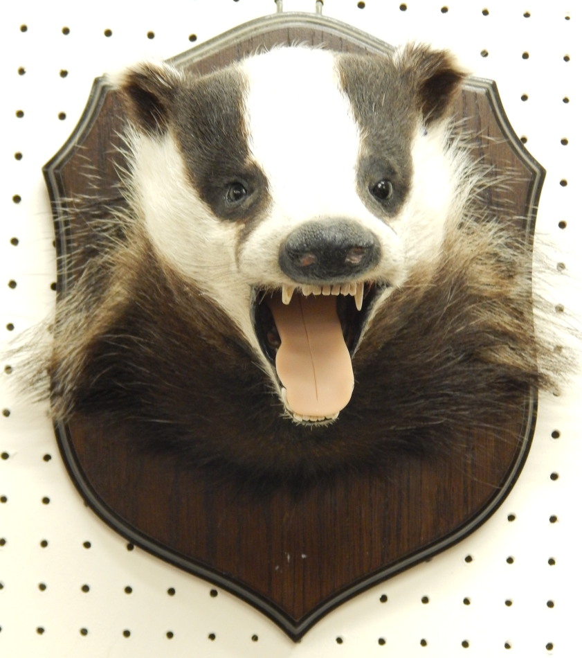 Appraisal: A taxidermied badgers head by Adrian Johnson of Gainford on