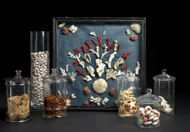 Appraisal: Interesting Framed Collection of Coral Specimens early th century the