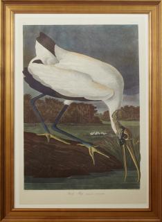 Appraisal: John James Audubon - Wood Ibis No Plate Amsterdam edition