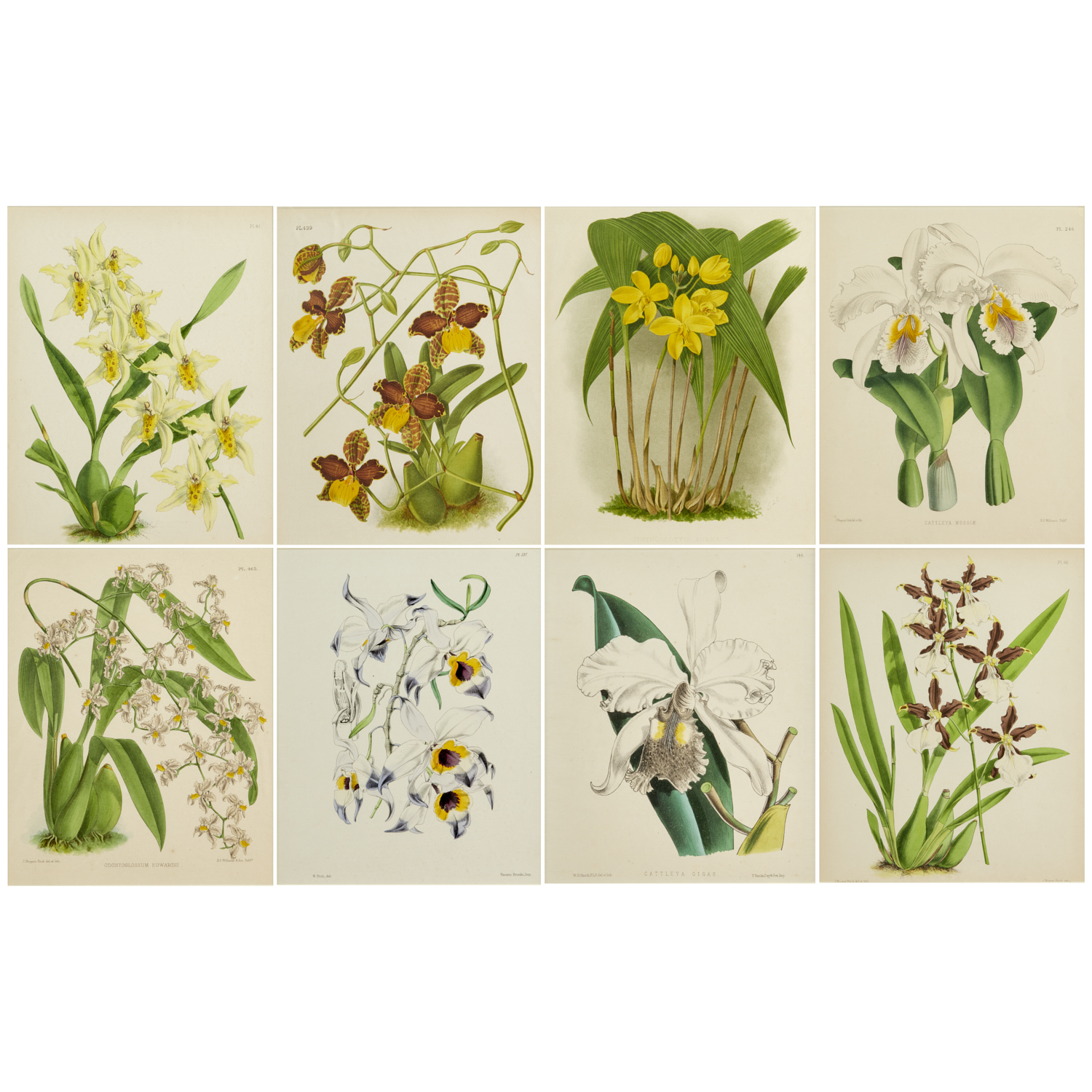 Appraisal: ORCHID LITHOGRAPHS IN COLOR TH C John Nugent Fitch from