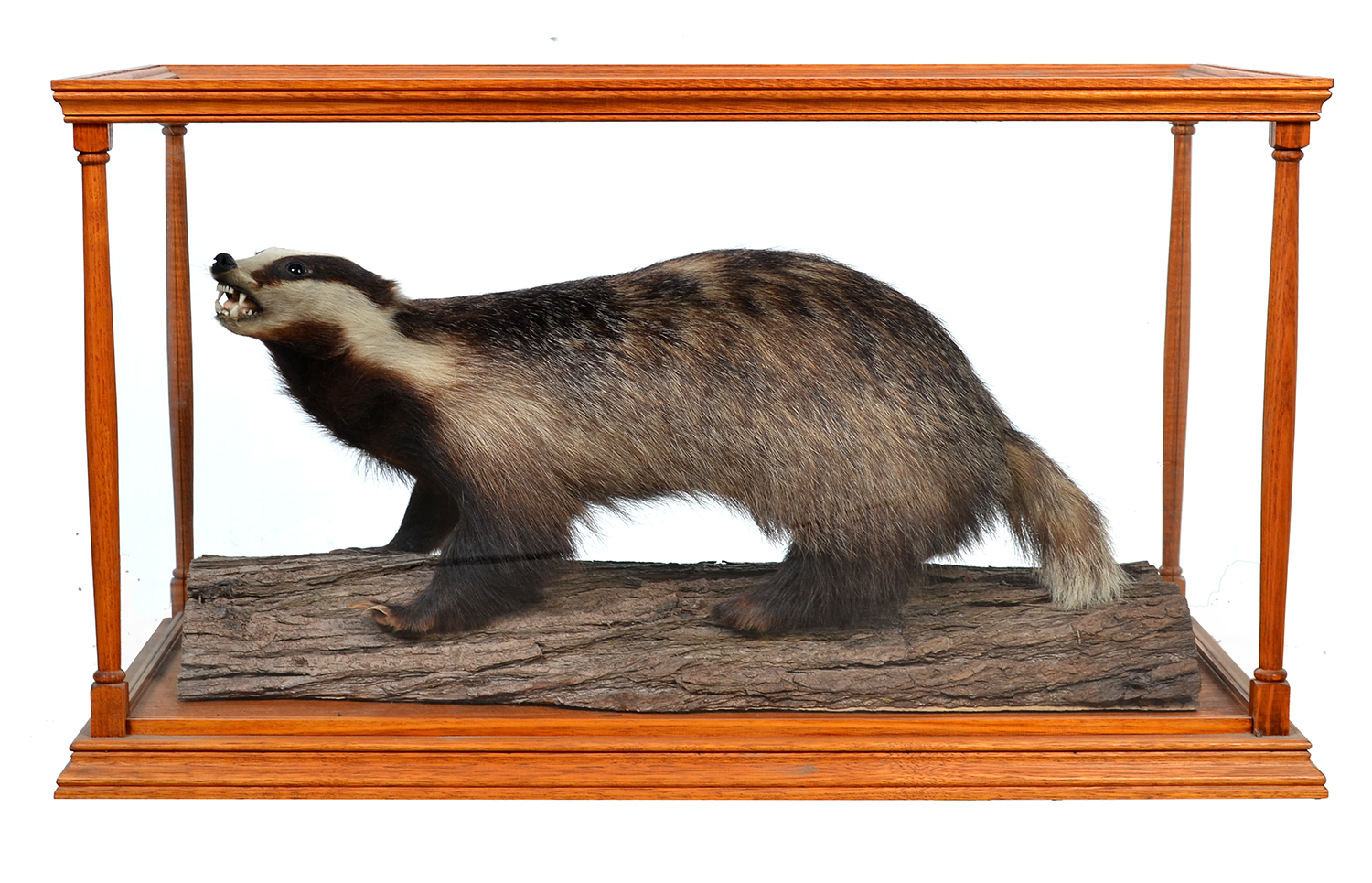 Appraisal: TAXIDERMIED BADGER HOUSED IN A GLAZED DISPLAY CASE X X