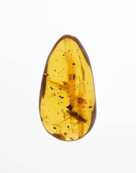 Appraisal: Moth Laying Eggs in Amber Order Lepidoptera Oligocene La Toca