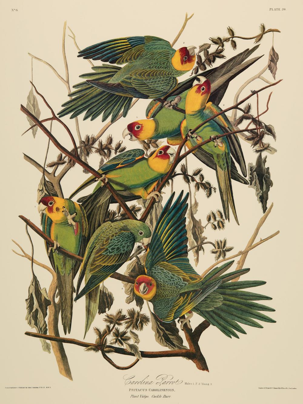 Appraisal: John James Audubon American - Carolina Parrot color reproduction Plate