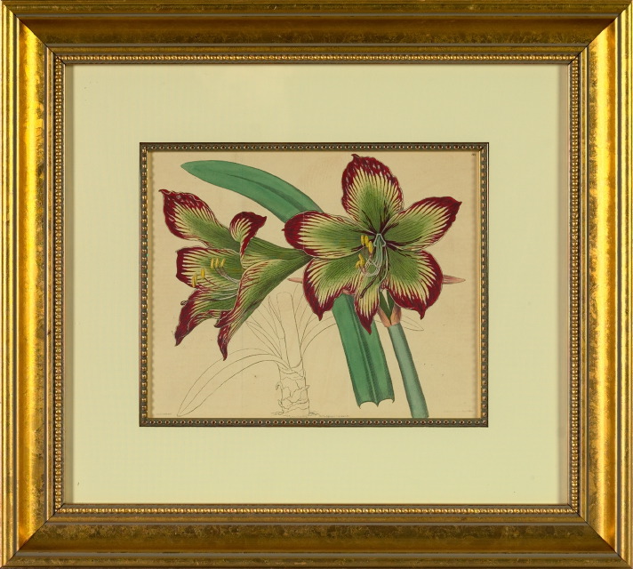 Appraisal: British School th Century Amaryllis suite of seven hand-colored engravings