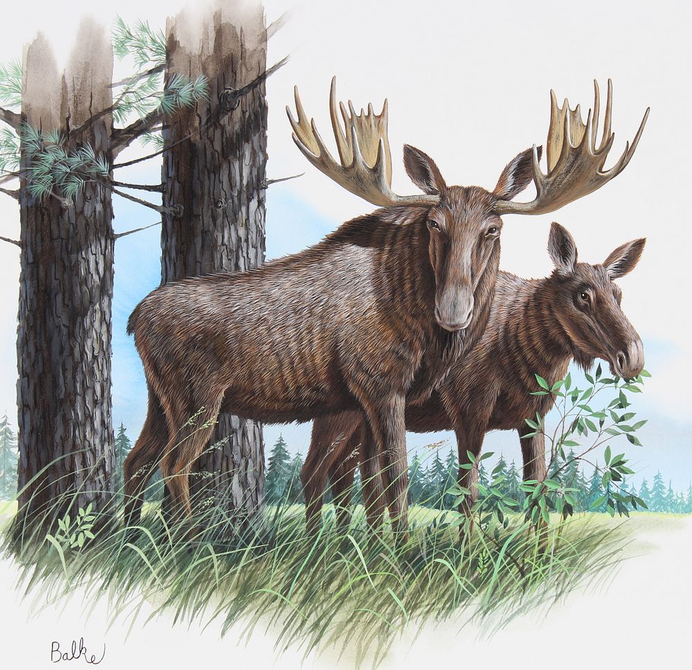 Appraisal: Don Balke B Moose and White Pine W C Don