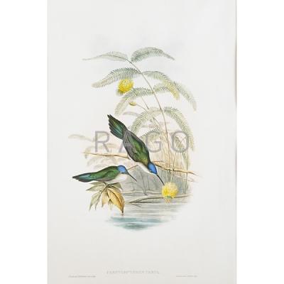 Appraisal: JOHN GOULD English - Condition Report