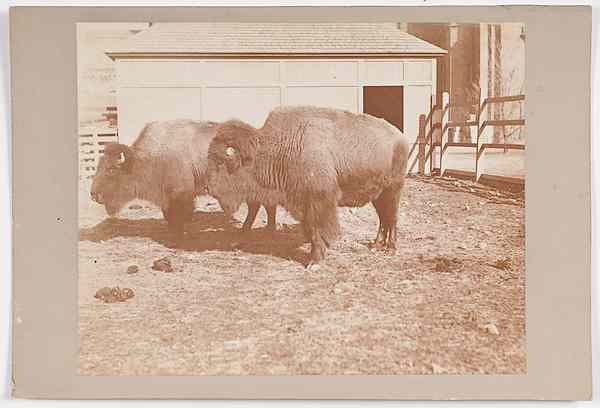 Appraisal: Photograph of Buffalo x in silver gelatin print on an