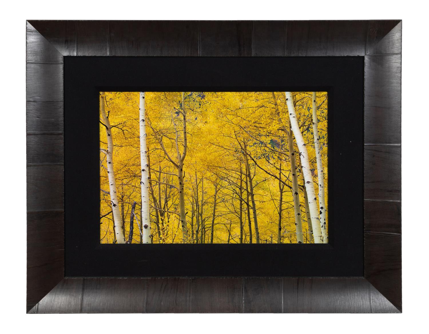 Appraisal: PETER LIK YELLOW BIRCH TREES PHOTOGRAPH Peter Lik Australia b