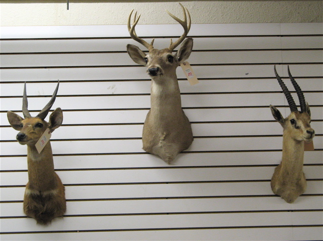 Appraisal: THREE TROPHY GAME HEAD MOUNTS Montana three-point white tail deer