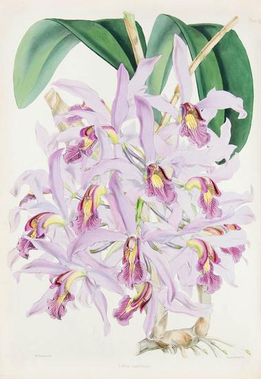 Appraisal: WARNER Robert - and Benjamin Samuel WILLIAMS - Select Orchidaceous