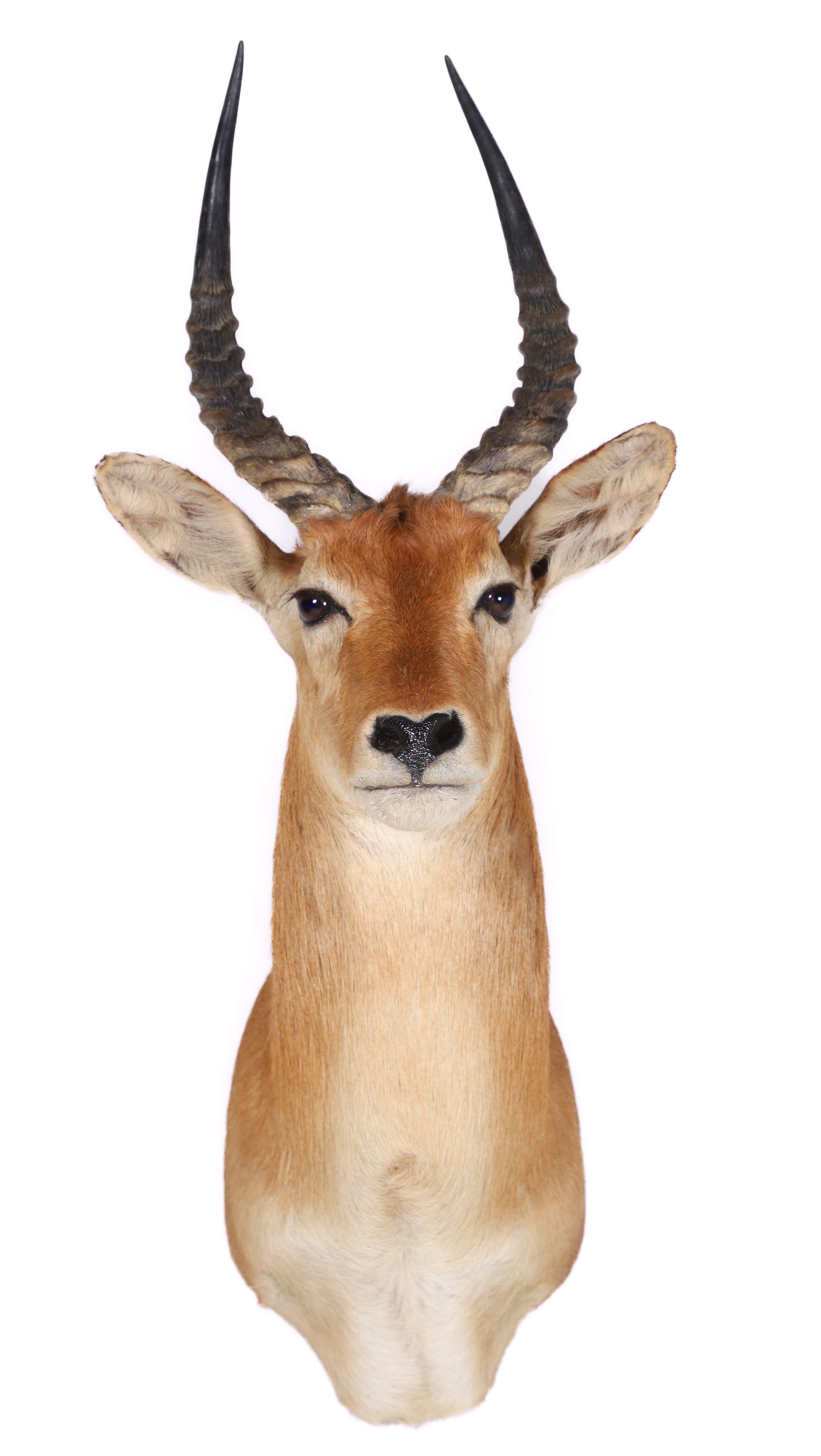 Appraisal: African Antelope Shoulder Mount Taxidermy