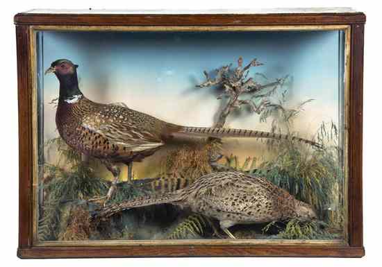 Appraisal: A Victorian Wildlife Diorama having two pheasants amidst a naturalistic