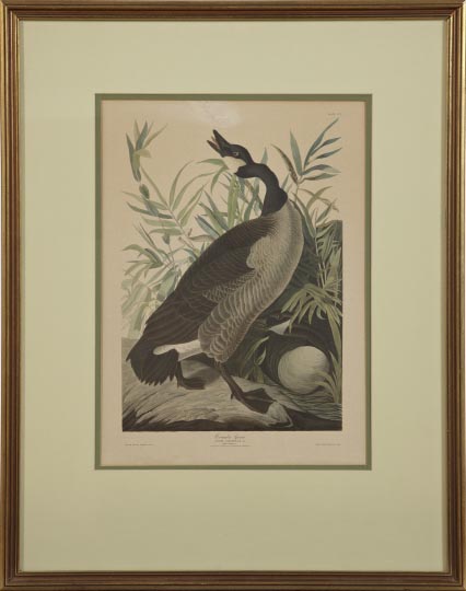 Appraisal: After John James Audubon American - Canadian Goose offset lithograph