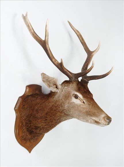 Appraisal: A wall mount of a red deer stag on oak