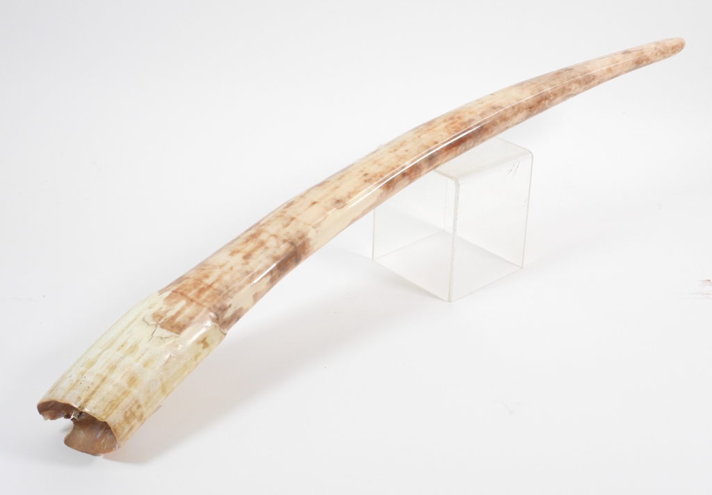 Appraisal: C POLISHED WALRUS TUSK United States th CenturyFinely polished walrus