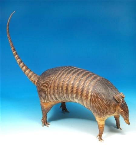 Appraisal: AN OLD PRESERVED ARMADILLO with eight bands long snout to