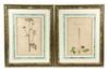 Appraisal: SET HANDCOLORED ENGRAVINGS - th c English Herbal Studies from